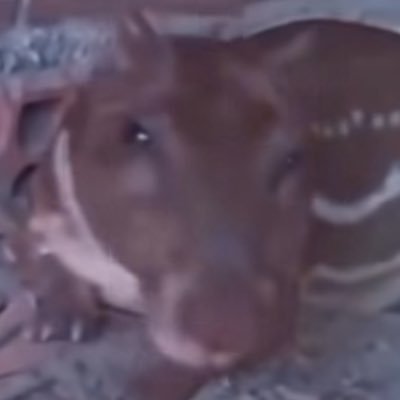 TrueSovjet's profile picture. bung bong