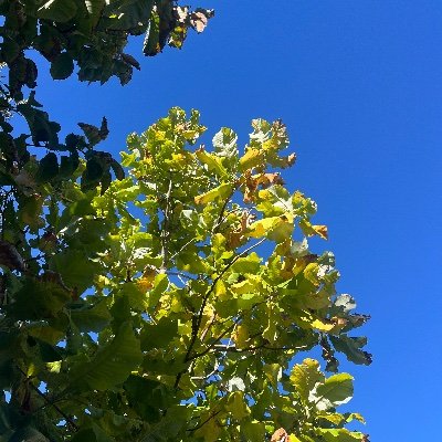 isabellamilcah's profile picture. retweets and follows are not endorsements