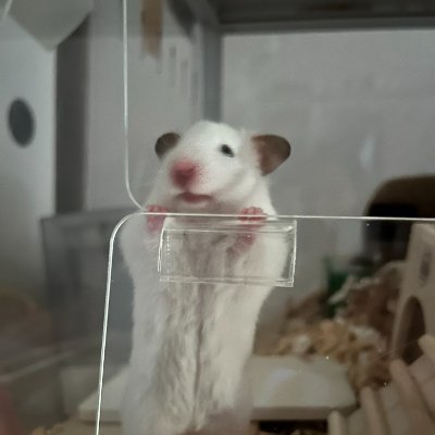 panda589a's profile picture. 🐹ちゃん（モモ♀1歳、ハル♂2歳🌈、ハナ♀１歳11ヶ月🌈） ハムスター大好き、発声障害（＋）