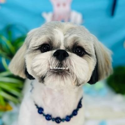 huaqjI3EP320118's profile picture. 平面駆動 イヤホン  ヘッドホン
女性ボーカルが特に好き 
シーズー3匹とメダカに囲まれ生活中 
提供に感謝🙏 無言フォロー失礼します