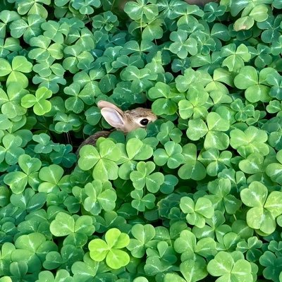 n_ekox's profile picture. vibing @huntoors ☁️ delusional believer 🌿𓂃 ∘｡🌸𖦹. 𐙚 °