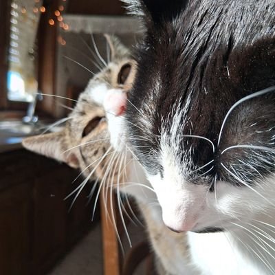 gemeafalsa's profile picture. 