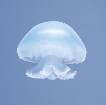 abdciq's profile picture. 해파리도 사랑을 할까요?