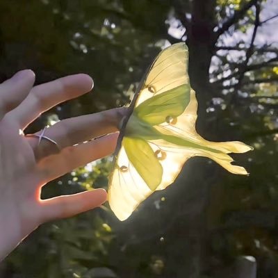 cortisbugs's profile picture. 