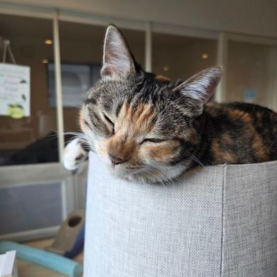 DaisoD2's profile picture. xg大好きで最近ベビモンもハマってます！！！！
アサ推しです！！！
猫カフェ毎週通うほど大好きです！！