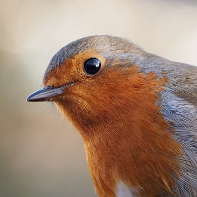 bersorik's profile picture. 