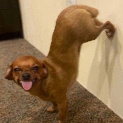 CodanyM's profile picture. The Just🌹