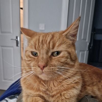 afoulpoet's profile picture. Stonks and Stacks