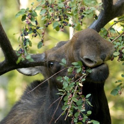 findmylifee's profile picture. (OWNED DOG) shedtwt moose priv: @finleyprivacc