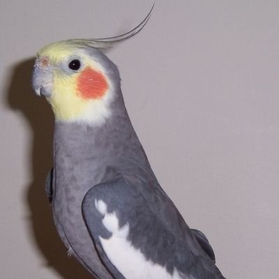 QE6cR12Ay28380's profile picture. はじめまして。さいたま市在住のLUNASEAをこよなく愛するSLAVEです。NO NEME(INORAN大好き！)RKFでもあります。お仲間を増やしたいです！お気軽にお声がけくださいませ😊よろしくお願いいたします。