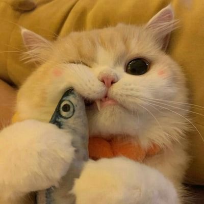 dorothea_990's profile picture. Explore the world, love the world and become the world?