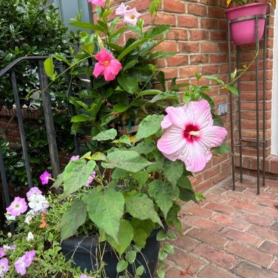 KobeKukur14535's profile picture. 