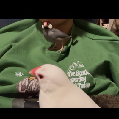 bundorikabuchan's profile picture. 