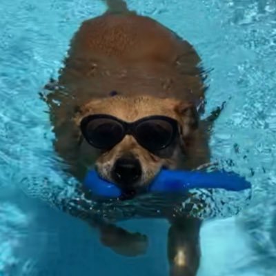 Chavez628K's profile picture. America 🇺🇸 or trump! You can’t support both. He’s not conservative, republican, or Christian. He put R on his name and the GOP said amen