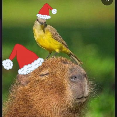 bala_kapi_'s profile picture. 미국주식 | 매매일지 | 목표 : 2억 모으기 🦛