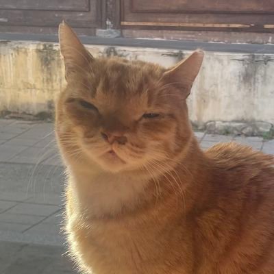 kalguksu_jjyoa's profile picture. 곽튜브닮은고양이 (꾸님사진)