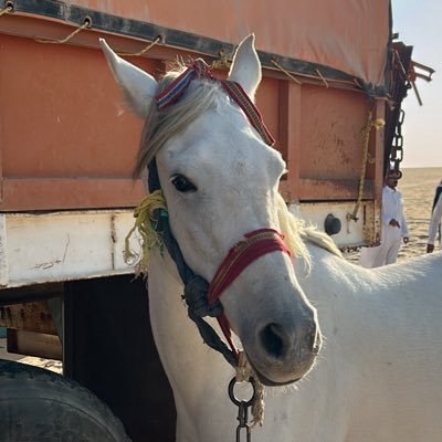 AbdulazizS70969's profile picture. 