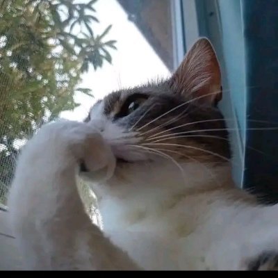 heyclariscah's profile picture. eu bem que tava certo em duvidar
das suas saidinhas com o DJ Gilmar    •paraense engraçadinha, e apaixonada pelo Paysandu