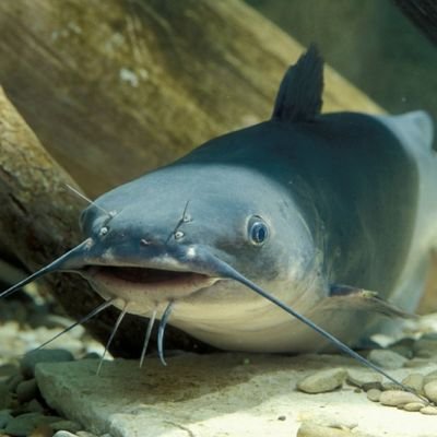 guramecabegaram's profile picture. 