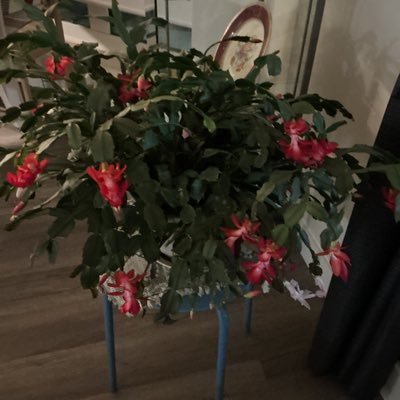 2815Lucy's profile picture. Elbows UP!! #NeverPoilievre Name calling = block (esp. those who use « retard » in their comment)