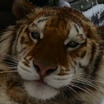 shamefulsnarl's profile picture. ADULT ⋆ no pronouns, name only ... ⚠️MAJOR TW, see ext. bio⚠️⋆ i 🤎 trauma dumping for online validation ⋆ very queer, very plural ΘΔ