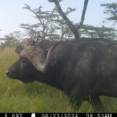 Ekenojke's profile picture. Nature Enthusiast | Conservationist | Wildlife Photographer | Documenting Earth’s Beauty | Fighting for the Voiceless | 🌱🦁📸