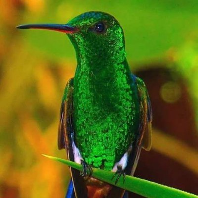 gonzalo_pp2's profile picture. “El problema es la pobreza, no la riqueza. Hay que reducir el número de pobres, no de ricos”
Mario Moreno (Cantinflas)