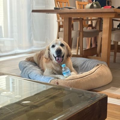 superfugeta's profile picture. 戦え。