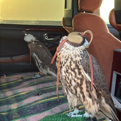 mrqqd's profile picture. 🤷🏻‍♂️