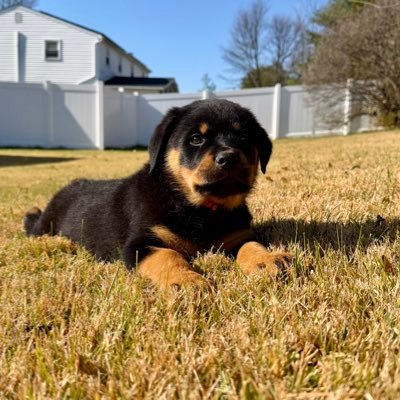 GEMMAtheRottie's profile picture. Rott life