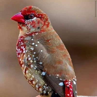 MuhamadAlj93381's profile picture. 