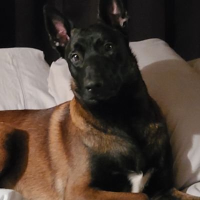 Dexxxzzz's profile picture. Jesus ✝️ God 🙏 #Steelers  🏈
 #76ers #UFC👊 #Music 🎶🎵🎸
 #Duke #Flyers #Gym 
ConservativePatriot🇺🇲 #IFB 🇺🇲
Dogs ❤️ #Animals ❤️ LymeDisease🟢 No Dms🚫