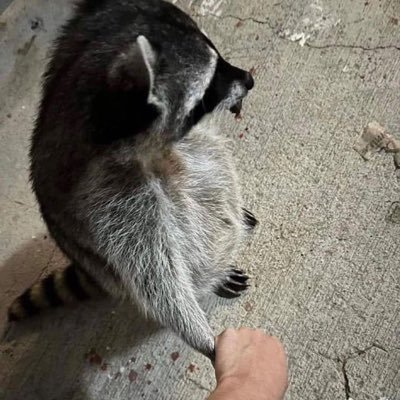 CaoCao2040's profile picture. 三国志真戦 おみす 68▶︎297