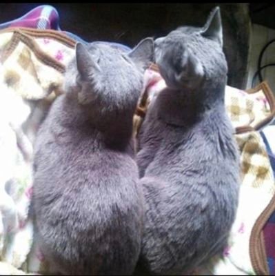 saku19790825's profile picture. マイペースに🚶‍♀️🚶‍♀️🚶‍♀️強氣で流れに乗る🌱亡き愛猫、花、観葉植物、おうちご飯、素朴なおやつ、手ごねパンは、腕が痛くておやすみ中👽💜🛸