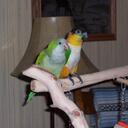 Lori Morey - @KatzMeow1 - Twitter