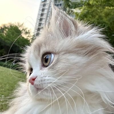 yatuu___'s profile picture. सनातन धर्म सर्वोपरि 🧡🚩