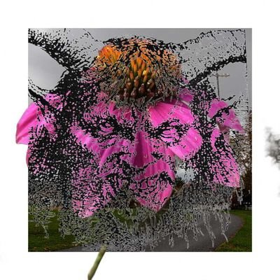 cknransoc's profile picture. 