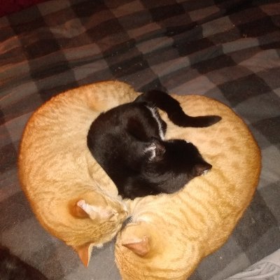 kev_hed's profile picture. IT enthusiast, Python programmer, and Linux fanatic. And I love cats.