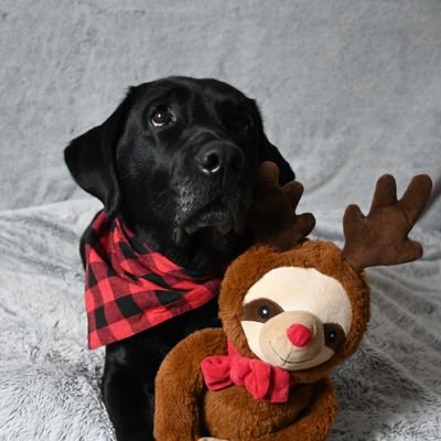 stitch_inside's profile picture. Labrador, Rüdin, 9 Jahre, möhrchensüchtig, Ministerin für Weihnachtsstimmung 🎄@Hundeskabinett ...für den Fall: Lilo_with_stitch_inside@troet.cafe + bsky