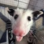 iloveborgar_'s profile picture. ''𝙔𝙤𝙪𝙧 𝙇𝙤𝙘𝙖𝙡 𝙉𝙚𝙧𝙙𝙮 𝙋𝙤𝙨𝙨 𝙂𝙞𝙧𝙡''.
⚠️: I Draw NSFW; View profile at your own risk.
⛔: Fuck off if you are a minor and like bad stuff.