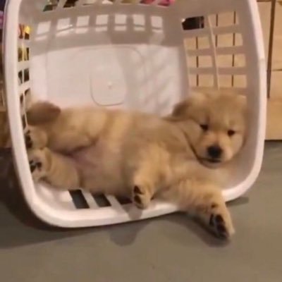 yooyouyooyou's profile picture. อยู่ในตะกร้าเก่าๆมอมๆ