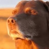 A_Isorov's profile picture. 