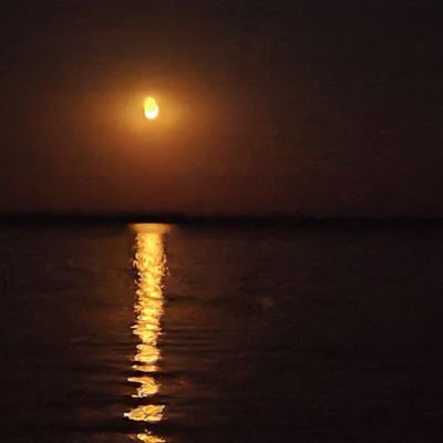 lynxoid22's profile picture. 