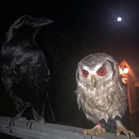 Chillin (@justachilldevv) 's Twitter Profile