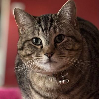 ElJamila20165's profile picture. 