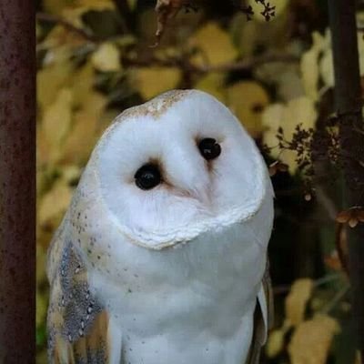 Quantumphel's profile picture. WR & LOL ADC player🎀
#KCWIN 💙 #KCORP
Ambassadeur des edits Kawai KC🎀
CM occasionelle✨️
Hazel and Caliste biggest fan🩵🌟
FR/ENG🩵
I like cats.🩵🌙
prime out!