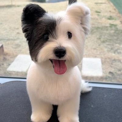 dog964450058141's profile picture. 🐶𝒇𝒐𝒍𝒍𝒐𝒘 𝒖𝒔 𝒇𝒐𝒓 𝒅𝒂𝒊𝒍𝒚 𝒅𝒐𝒈 𝒄𝒐𝒏𝒕𝒆𝒏𝒕🐶.
