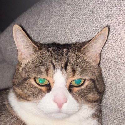 FrenchieBTC's profile picture. | Digital Art Collector | WAGMI |@lafrenchcabal