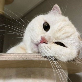 nyang_0474's profile picture. 04년생 | 오프 문의 dm 🐈 | 일상(?) 비계 만들었어요! 메인트 확인해주세여🫶 | 프본입니둥..