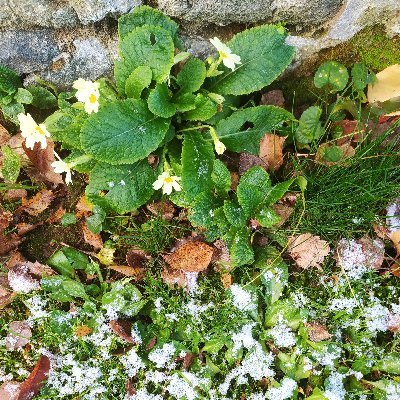 PatrimoineRural's profile picture. Sauvegardons nos villages, nos terres et notre mémoire rurale. Préservons l’âme de nos paysages : bâtis anciens, traditions et savoir-faire.